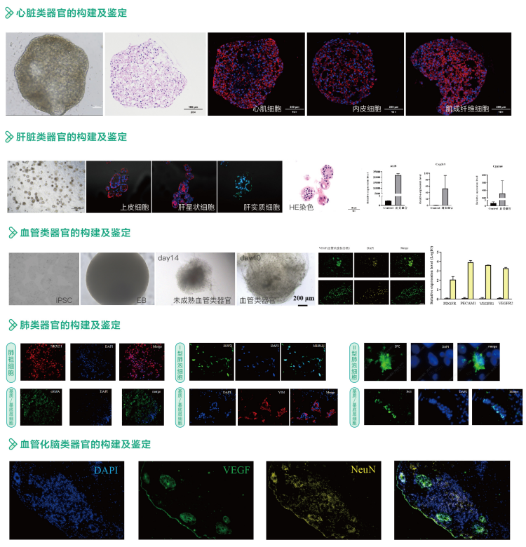 iPSC诱导分化类器官服务案例