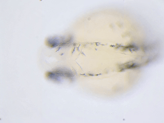 1786692962866933.gif 1.gif